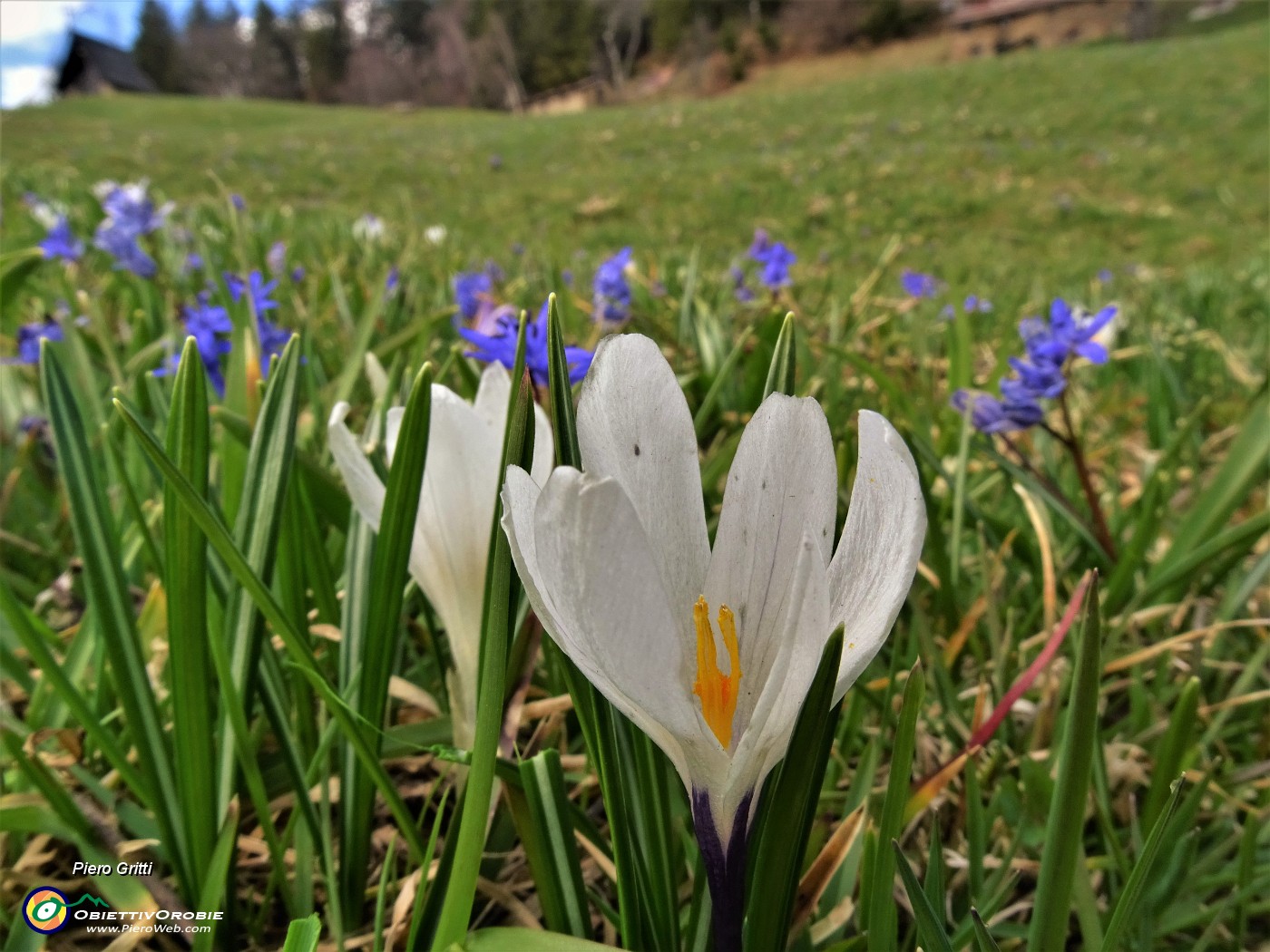 36 Crocus vernus (Crocus) e Scilla bifolia (Scilla silvestre) ai prati della Pigolotta di Valtorta .JPG